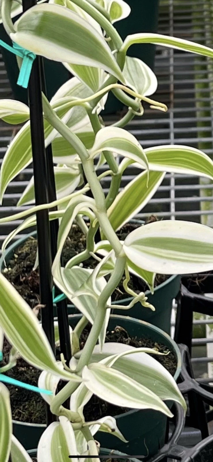 Variegated Vanilla Planifolia Orchid Cutting 12 Inch Live Unrooted Vine