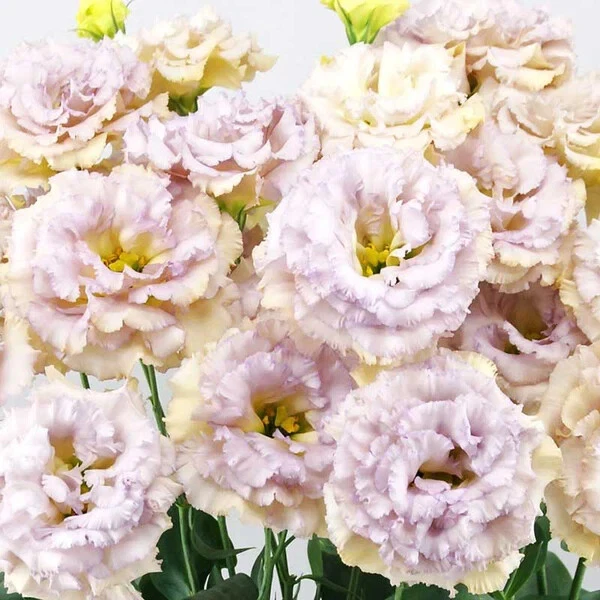 Pastel Blue Lisianthus Live Plug Plant 3–5 Inch, Eustoma grandiflorum Flower Starter for Garden or Container