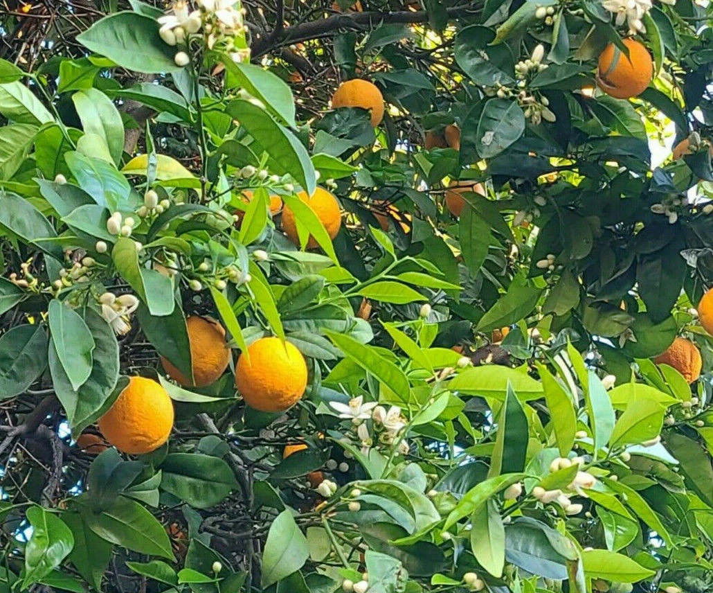 California Navel Orange Cuttings – 5 Unrooted Citrus Sinensis Washington Navel Branch Cuttings for Propagation