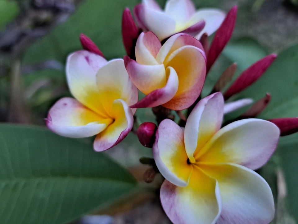 Plumeria Rubra Unrooted Cuttings – 2 Frangipani Cuttings 10–12 Inch Long, Tropical Flowering Tree Plant