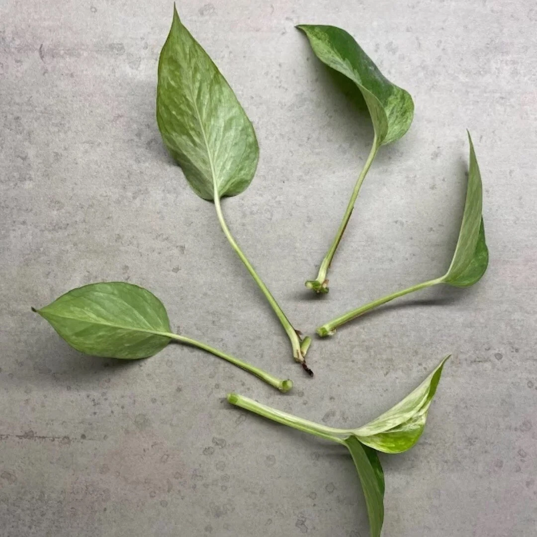 Marble Queen Pothos Cuttings Set of 4 Unrooted Epipremnum Aureum Shipped in Sphagnum Moss