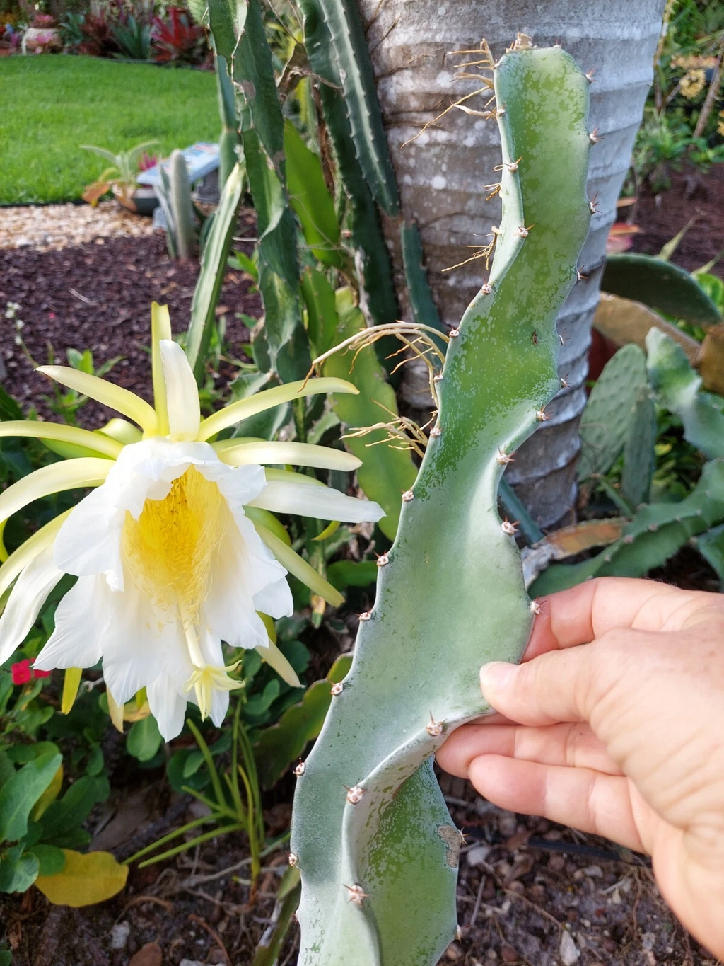 Hylocereus undatus Dragon Fruit Cutting – 8 Inch Live Cactus Vine, Unrooted Pitaya Cutting for Planting