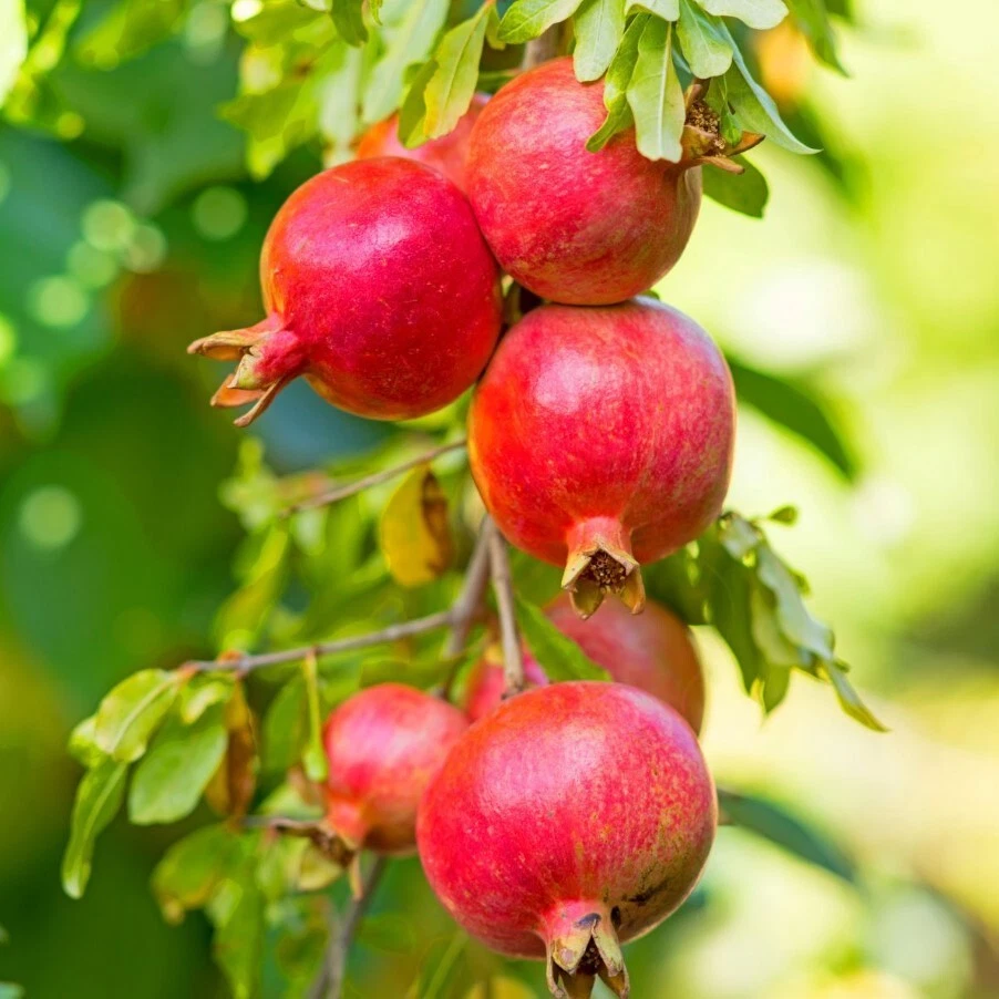 Wonderful Pomegranate Cuttings – 5 Unrooted Cuttings 8–10 Inches Long, Punica granatum Fruit Tree for Propagation