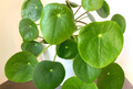 Pilea Peperomioides Live Plant – Chinese Money Plant, 4–7 Inch Tall Houseplant, Ships Bare Root (No Pot)