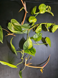 Philodendron Brasil Rooted Cuttings – Set of 5 Live Plants, Yellow Green Variegated Foliage, Indoor Houseplant