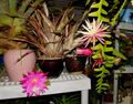 Zig Zag Cactus Cuttings – Cryptocereus Selenicereus anthonyanus, 2 Large Unrooted Fishbone Cactus Segments
