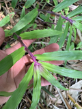 Tradescantia Zebrina Cuttings – 5 Live Unrooted Wandering Jew Houseplant Cuttings for Indoor Growing