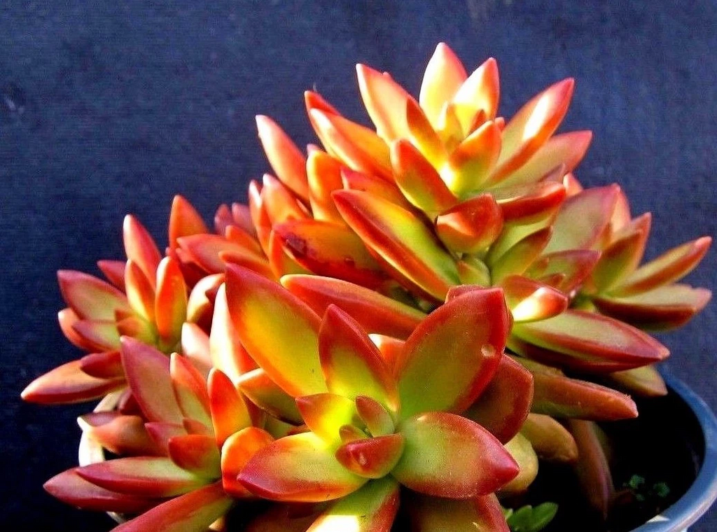 Sedum Adolphii Firestorm Succulent Cuttings, 2 Unrooted Pups for Propagation
