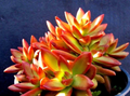 Sedum Adolphii Firestorm Succulent Cuttings, 2 Unrooted Pups for Propagation