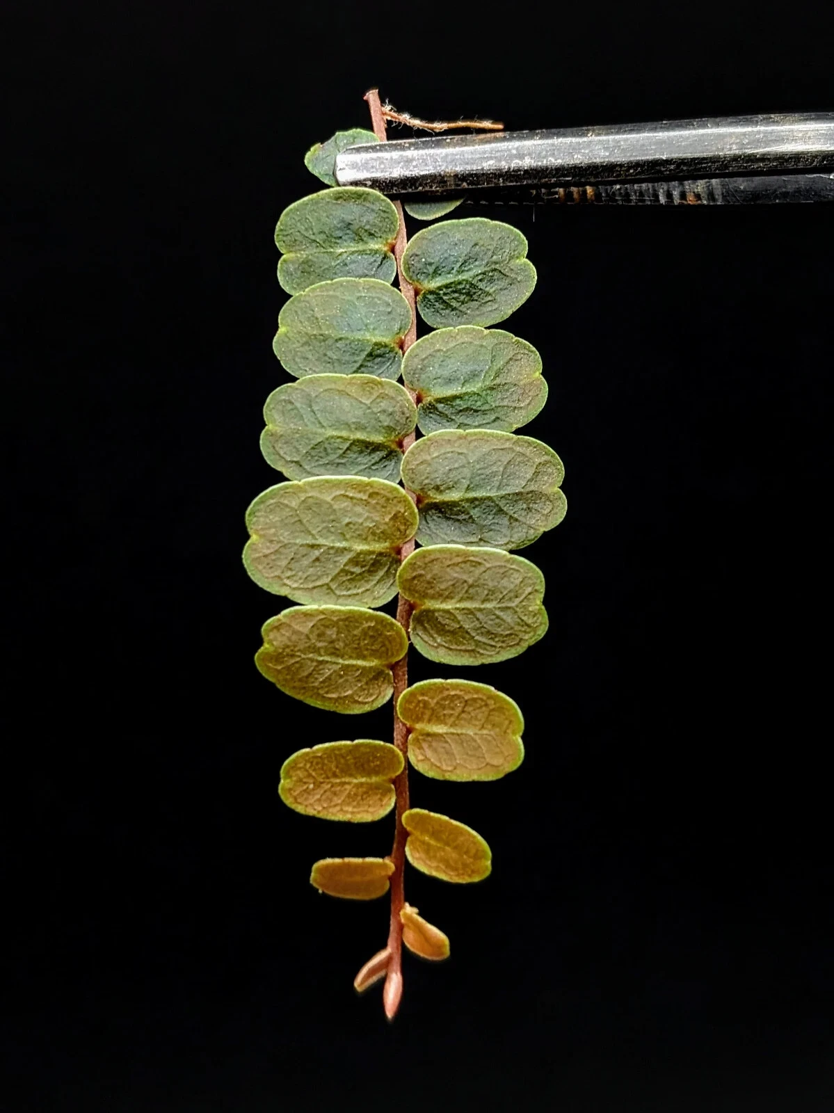Marcgravia sp Terrarium Plant Cutting Live, 10 Leaf Tropical Vine Cutting for Vivarium or Indoor Grow