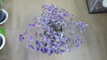 Tinantia pringlei Cuttings – Mexican Speckled Wandering Jew Houseplant Cuttings for Indoor Propagation