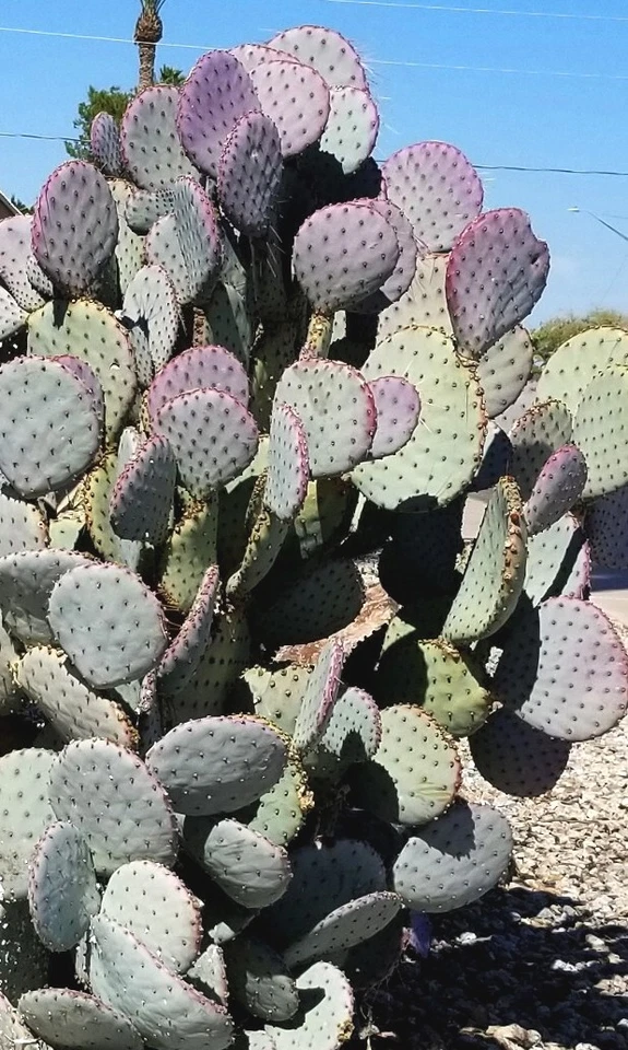 Santa Rita Purple Prickly Pear Cactus Cuttings – 3 Opuntia Violacea Pads, 5–6 Inch Live Cactus for Propagation