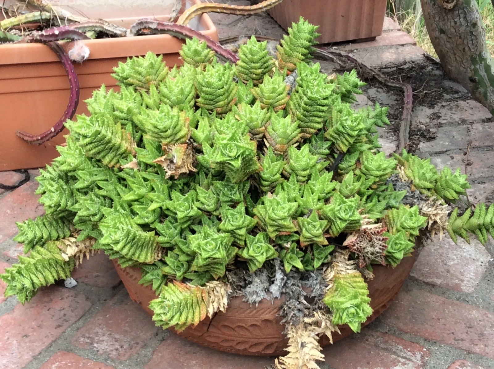 Aloe Juvenna Tiger Tooth Succulent Cuttings 7 Inch, Unrooted Aloe Plant Cuttings for Propagation Set of 5
