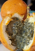 Sweet Granadilla Vine Cuttings – 6 Unrooted Passiflora ligularis Cuttings for Propagation