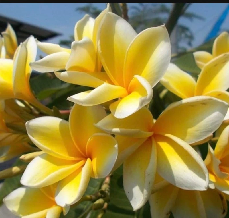 Yellow Hawaiian Plumeria Cutting Live, Frangipani Tree Cutting 8 Inch for Propagation