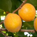 Flavor Delight Aprium Scions – Live Prunus Hybrid Cuttings for Grafting or Rooting (Apricot × Plum)