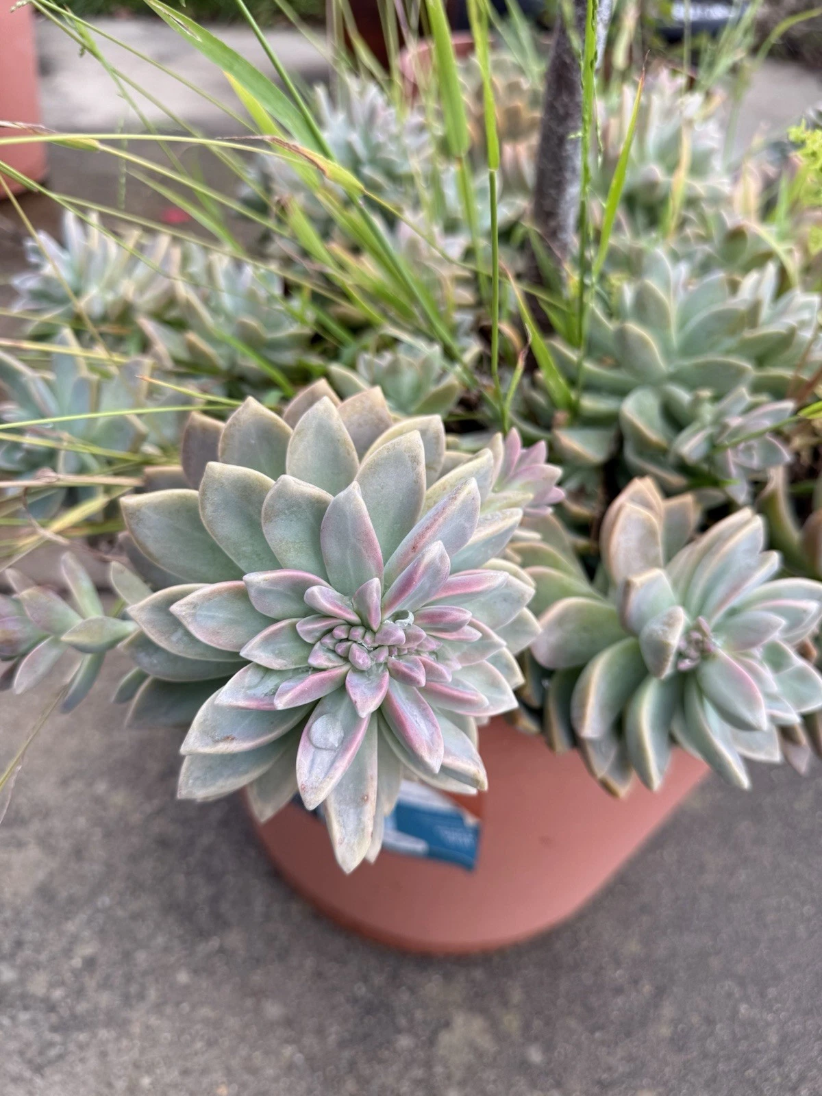 Ghost Plant Succulent Cuttings 4 Inch, Graptopetalum Paraguayense Unrooted Stems for Propagation Ornamental Succulent
