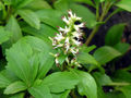 Pachysandra Procumbens Native Ground Cover Rooted Cuttings, Allegheny Spurge Woodland Plant Set of 5