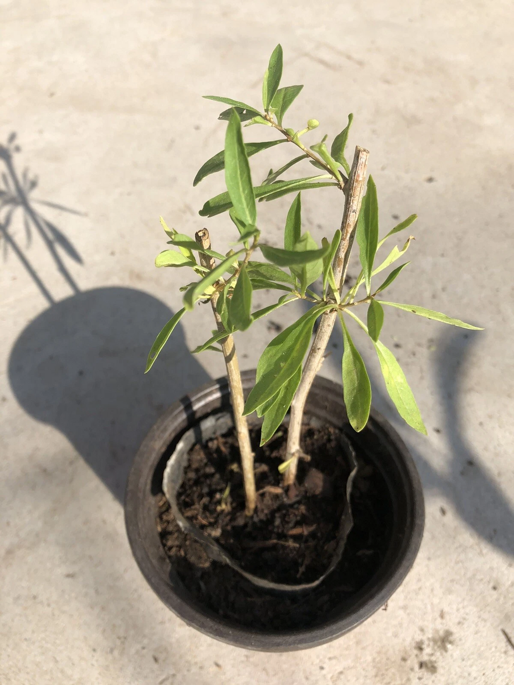 Goji Berry Live Plant Cuttings with Pot – Rooted Lycium Barbarum Starter Plant Ready to Plant