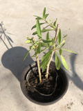 Goji Berry Live Plant Cuttings with Pot – Rooted Lycium Barbarum Starter Plant Ready to Plant