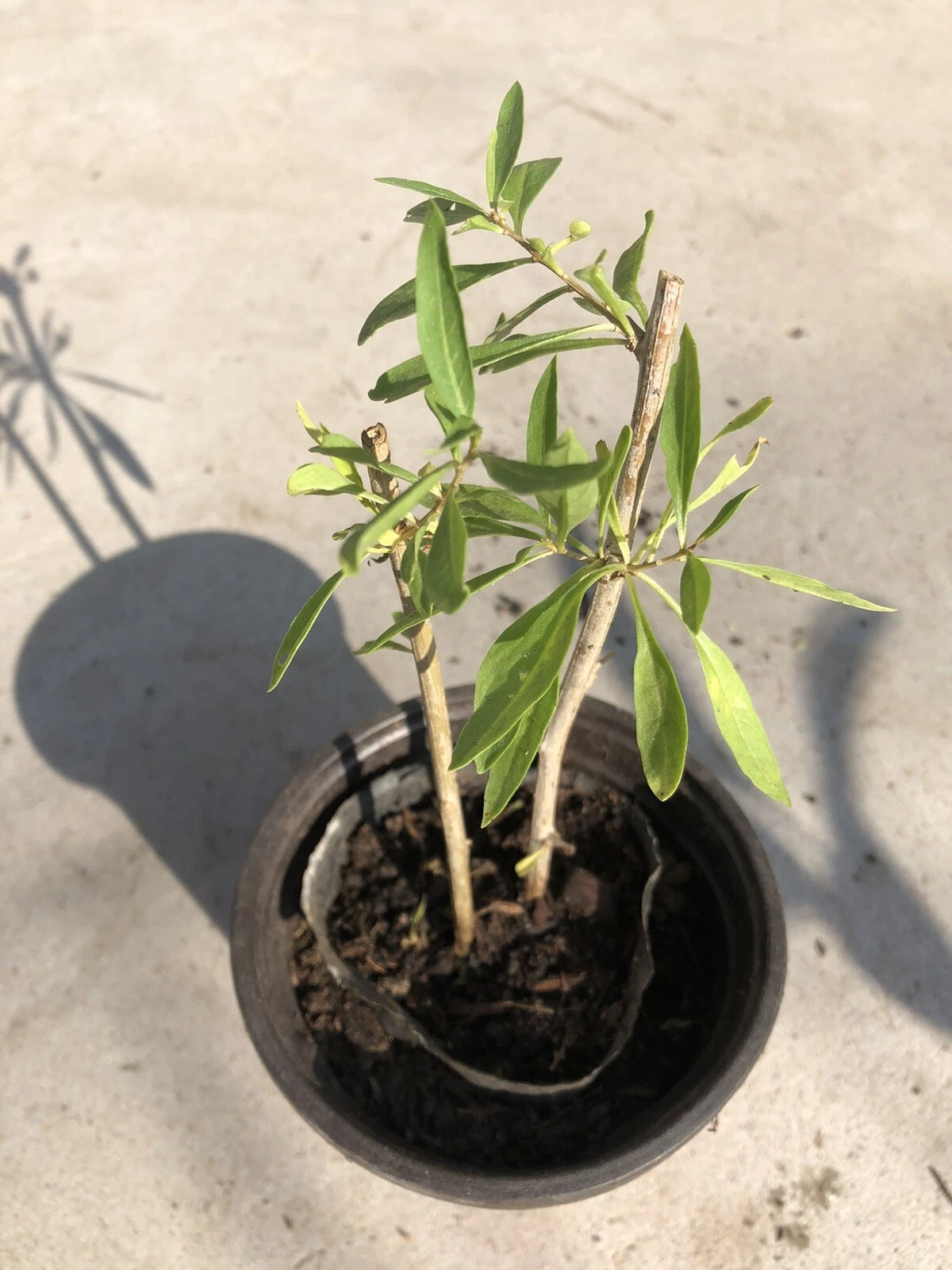 Goji Berry Live Plant Cuttings with Pot – Rooted Lycium Barbarum Starter Plant Ready to Plant