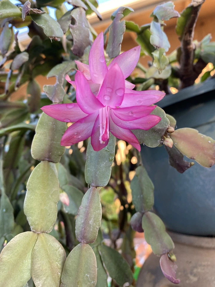 Pink Schlumbergera Buckleyi Cactus Cuttings Live, 6 Unrooted Holiday Cactus Cuttings for Planting
