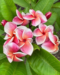 Named Orange Plumeria Cuttings 10–12 Inch, JJ Synchronicity J-105 Kapaluha Frangipani Stems for Propagation Set of 3