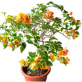 California Gold Bougainvillea Rooted Plants – Set of 2 Live Flowering Vines, Ships Rooted Bare Root