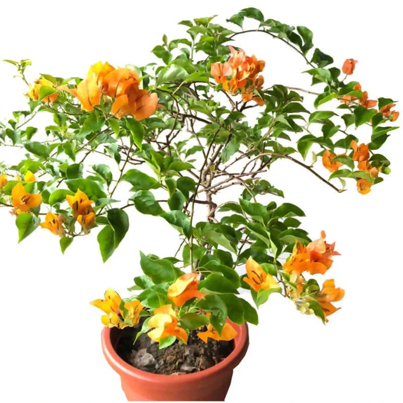 California Gold Bougainvillea Rooted Plants – Set of 2 Live Flowering Vines, Ships Rooted Bare Root