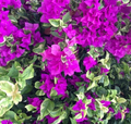 Blueberry Ice Bougainvillea Live Plants – Set of 2 Rooted Variegated Bougainvillea, Ships Rooted No Pot