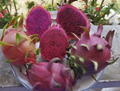 Vietnamese Red Dragon Fruit Cutting 8–12 Inch, Live Pitaya Plant Cutting for Rooting and Garden Growing