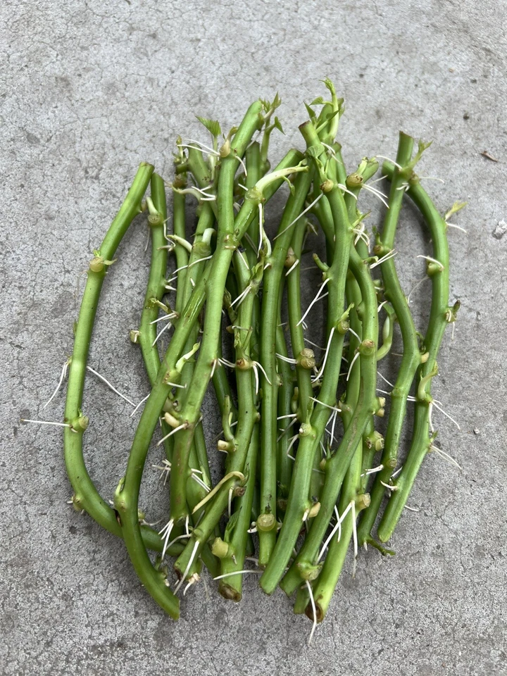 Sweet Potato Slips – 15 Live Rooted Ipomoea Batatas Cuttings Ready for Garden Planting