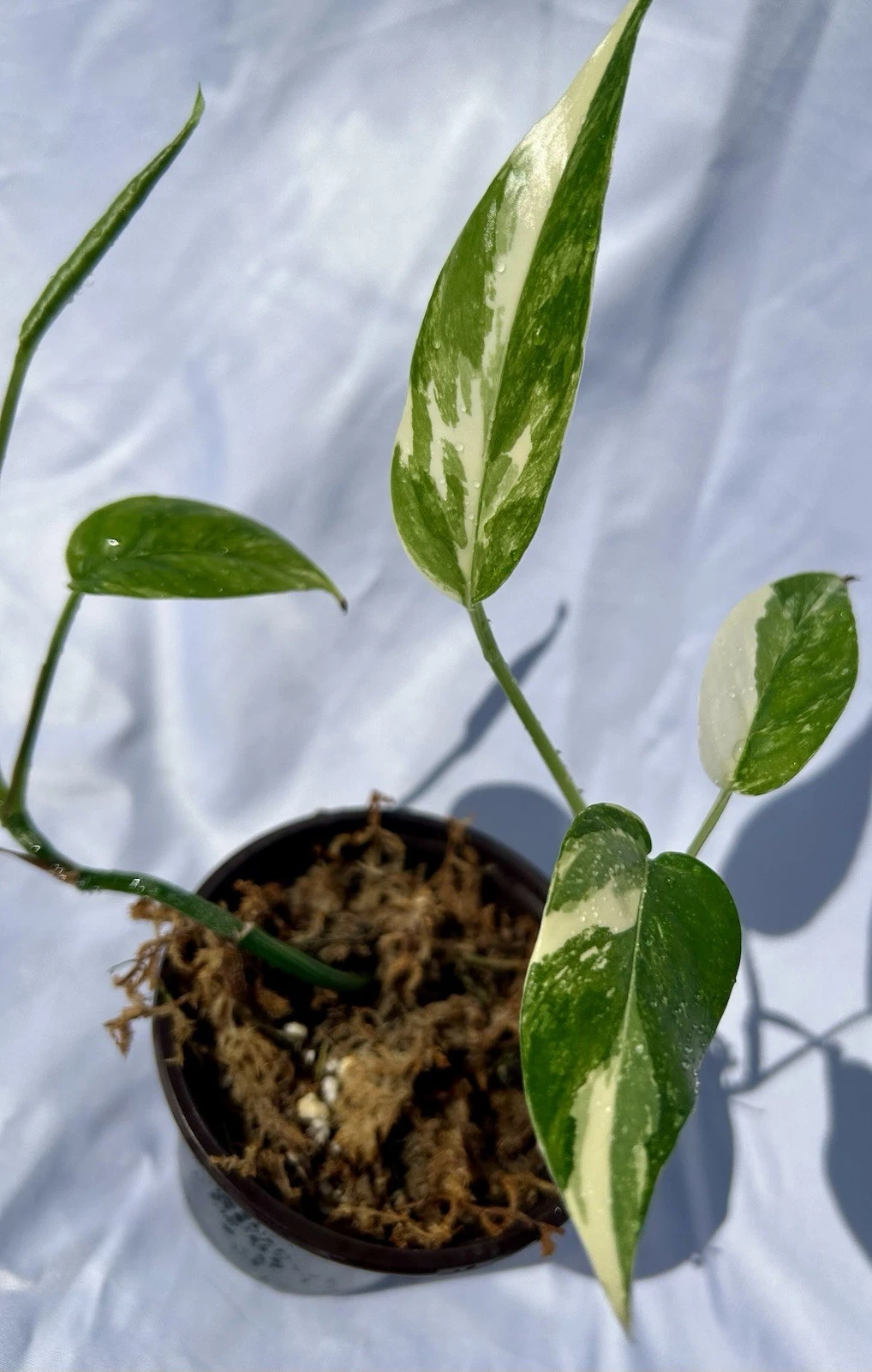 Albo Pothos Live Plant – Variegated Epipremnum Aureum Albo Variegata, 4 Inch Nursery Pot with 2 Rooted Cuttings