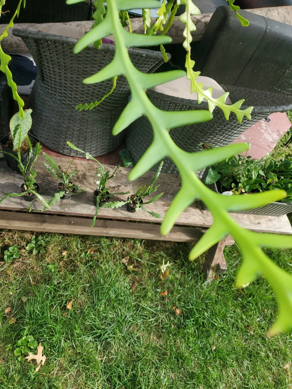 Fishbone Cactus Cuttings Epiphyllum Anguliger, Ric Rac Zig Zag Cactus Unrooted Cuttings Set of 6