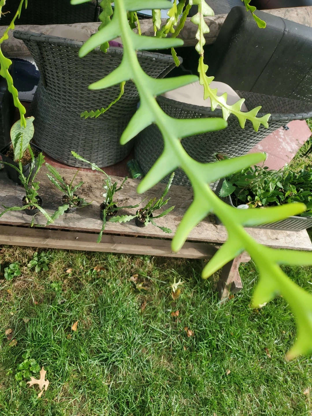 Fishbone Cactus Cuttings Epiphyllum Anguliger, Ric Rac Zig Zag Cactus Unrooted Cuttings Set of 6