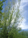 Willow Tree Cuttings – 18 Live Unrooted Salix Stems, 5 to 8 Inch Fresh Cuttings for Tree Propagation