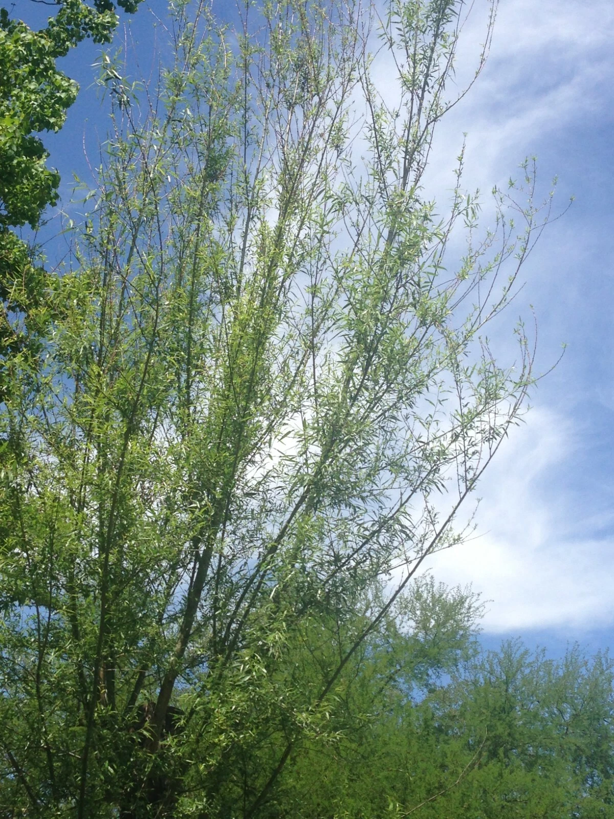 Willow Tree Cuttings – 18 Live Unrooted Salix Stems, 5 to 8 Inch Fresh Cuttings for Tree Propagation
