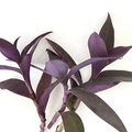 Tradescantia Pallida Purple Heart Live Unrooted Cuttings – Purple Queen Trailing Houseplant (3 Cuttings)