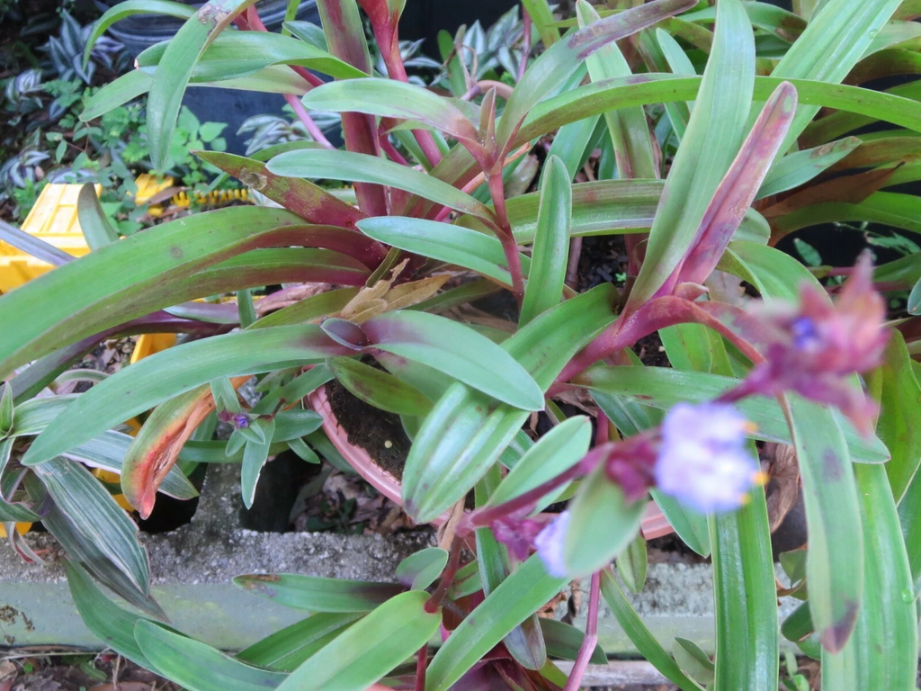 Tradescantia Setcreasea Purple Heart Cuttings Set of 3 Unrooted Live Trailing Houseplant