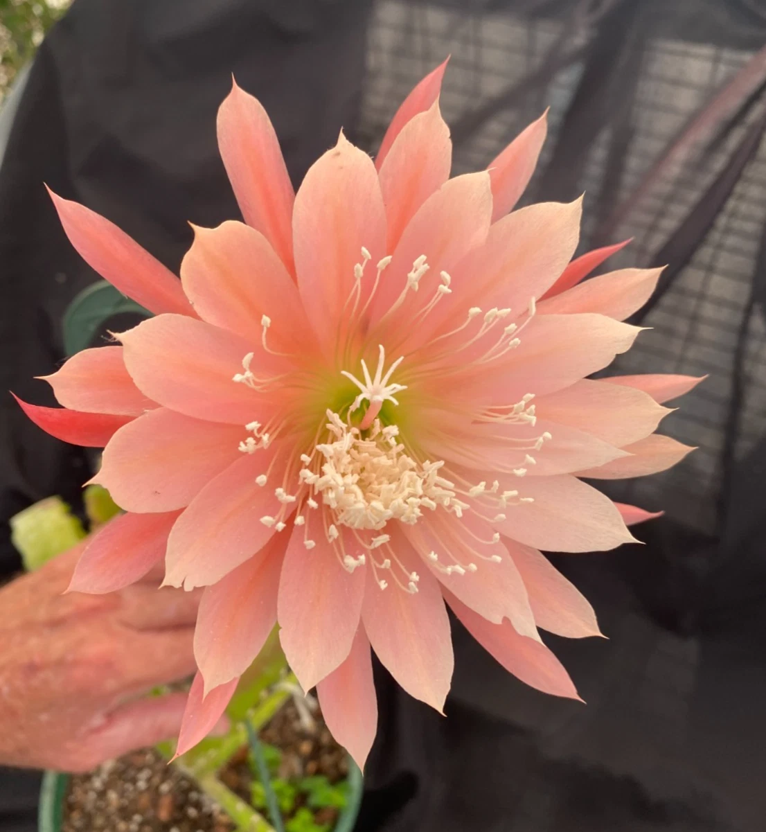 Epiphyllum Orange Fiesta Rooted Plants Orchid Cactus 2 Pieces Shipped in 3 Inch Pot Ornamental Cactus