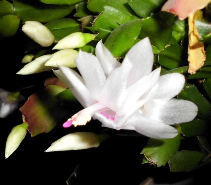 Thanksgiving Cactus Cuttings Schlumbergera truncata White, 3 Fresh Segments Unrooted Holiday Cactus for Propagation