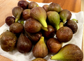 Violetta Fig Cuttings Cold Hardy, Ficus carica Unrooted Scions for Propagation and Rooting Set of 4