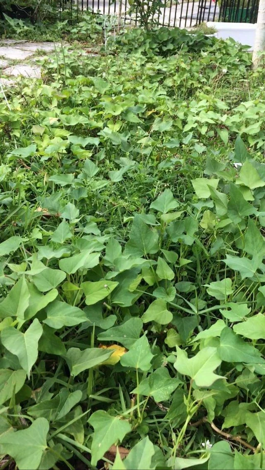 Beauregard Sweet Potato Slips – 15 Ipomoea batatas Live Cuttings for Planting and Home Garden Growing
