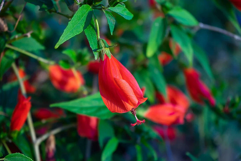 Red Turk’s Cap Cuttings – 6 Live Unrooted Malvaviscus Arboreus Stems, Sleeping Hibiscus for Garden Propagation