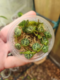 Peperomia Prostrata Starter Plant – String of Turtles Live Plant in Propagation Cup, Trailing Indoor Houseplant