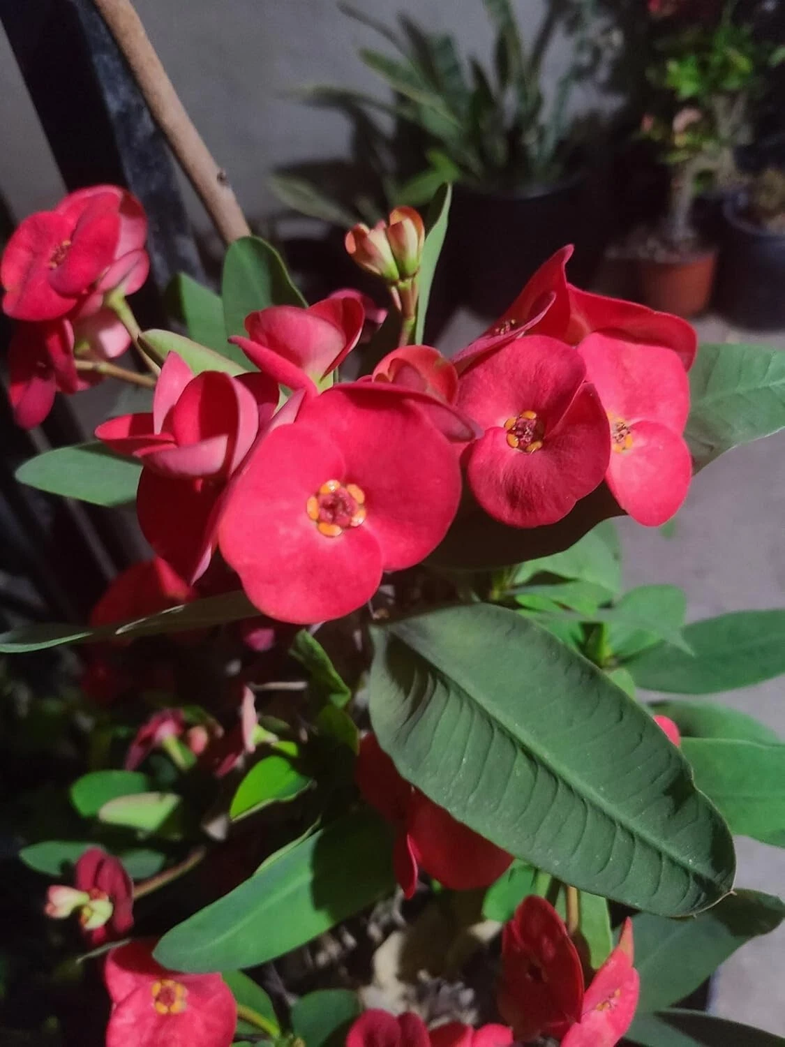 Euphorbia milii Crown of Thorns Cuttings – Live Succulent Plant Cuttings for Indoor or Outdoor Growing