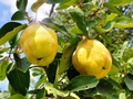 Honey Quince Unrooted Cuttings – 5 Cydonia oblonga Fresh Cuttings Ready for Rooting and Propagation