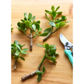 Jade Plant Succulent Cuttings – 20 Unrooted Crassula ovata Green Cuttings, 2–5 Inch Sizes for Propagation