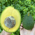 Marcus Pumpkin Avocado Cuttings Set of 5 Unrooted Pieces Live Avocado Propagation Material
