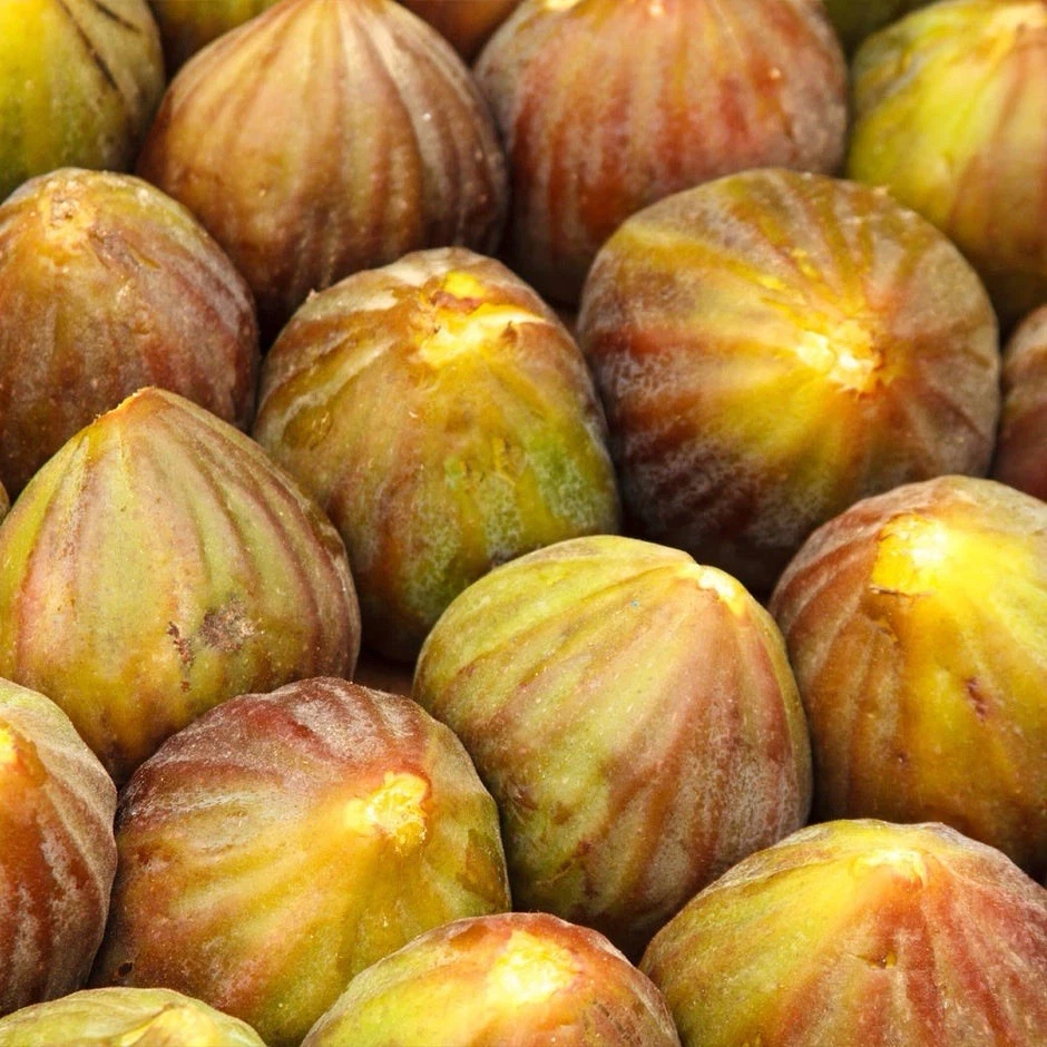 Brown Turkey Fig Cuttings – 4 Unrooted Ficus carica Cuttings, 6–8 Inch Fig Tree for Propagation